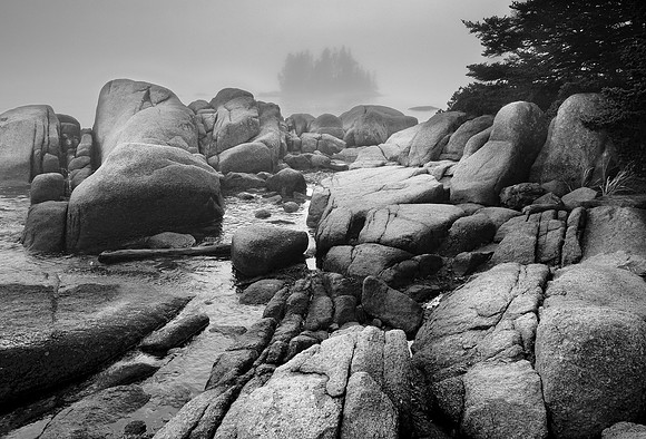 Fog soaked shoreline