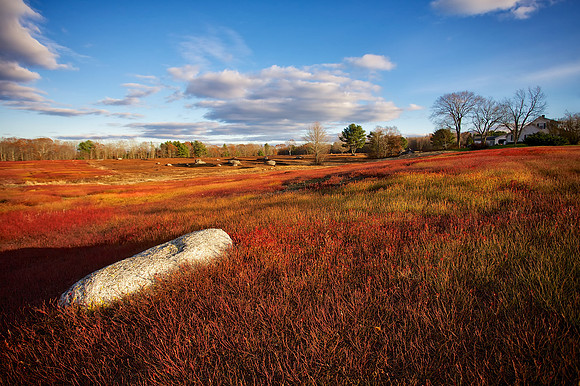Fall Blueberry Barrens